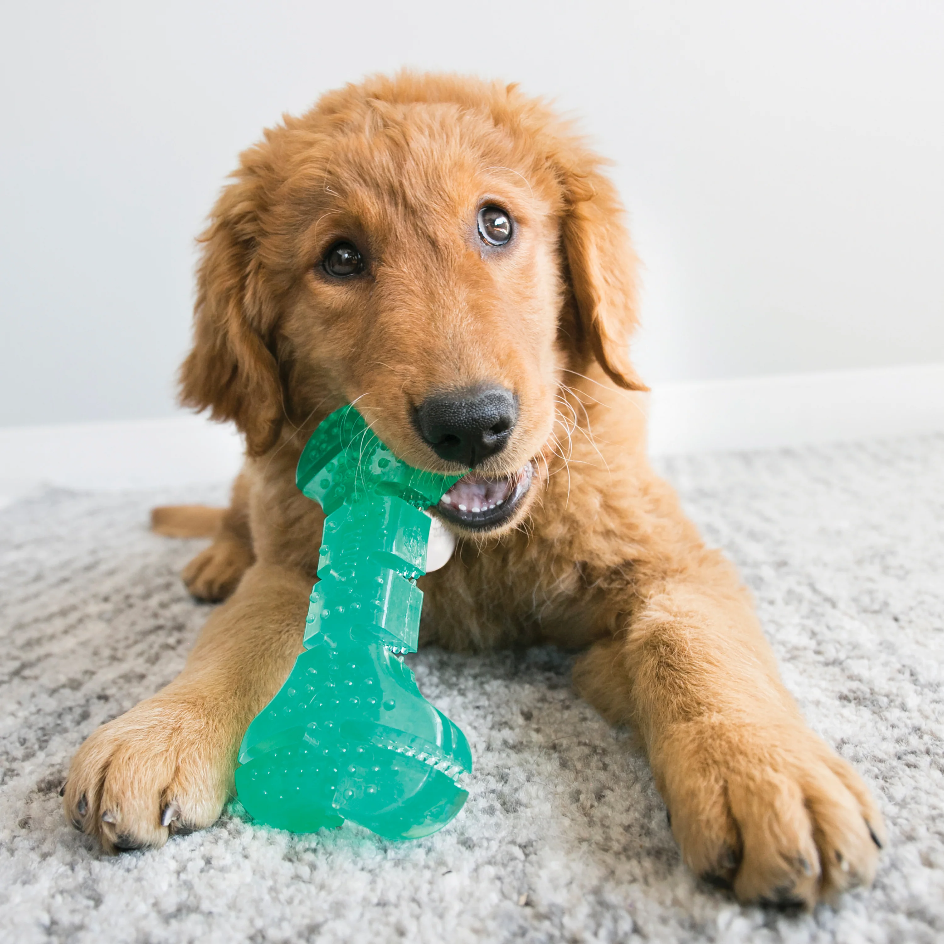 KONG Squeezz Dental Stick (Medium) - Image 2