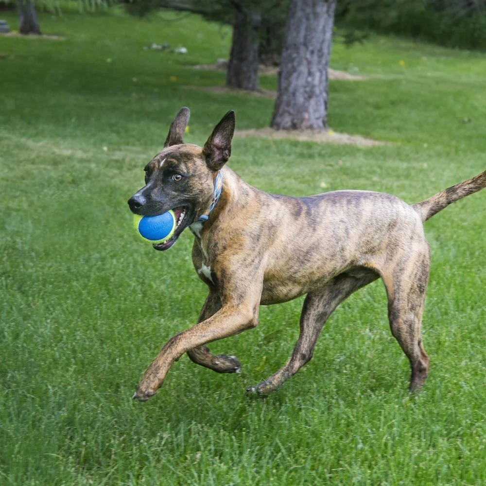 KONG Ultra Squeakair Ball Medium - Image 4