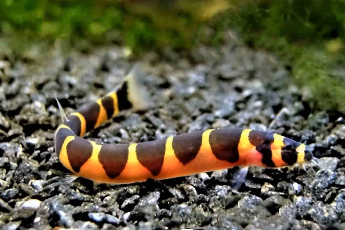 Kuhli Loach Large - Image 2