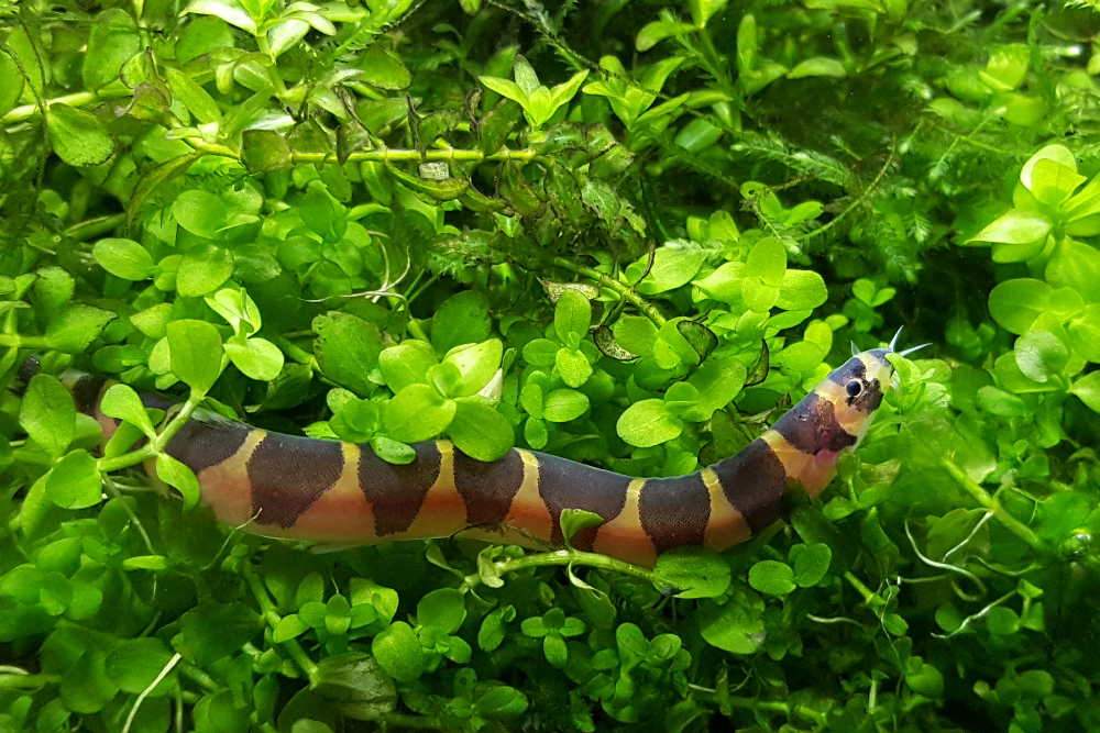 Kuhli Loach Large - Image 3