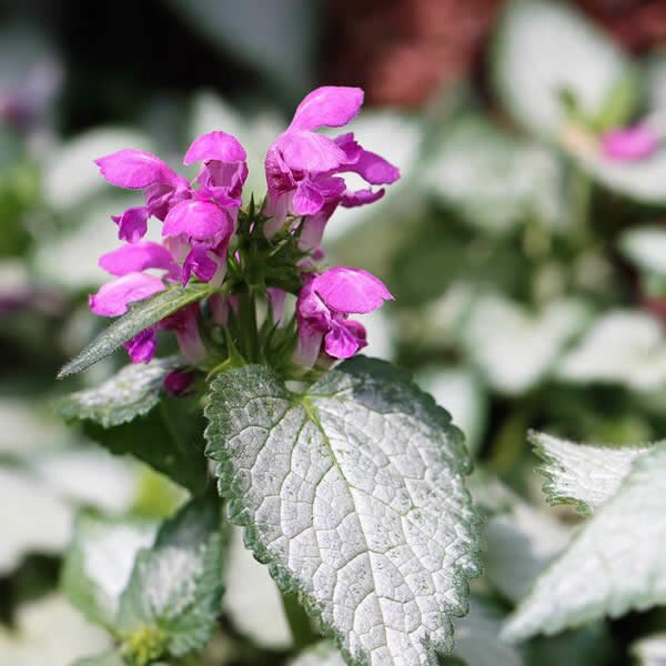 Lamium 'Pink Chablis'