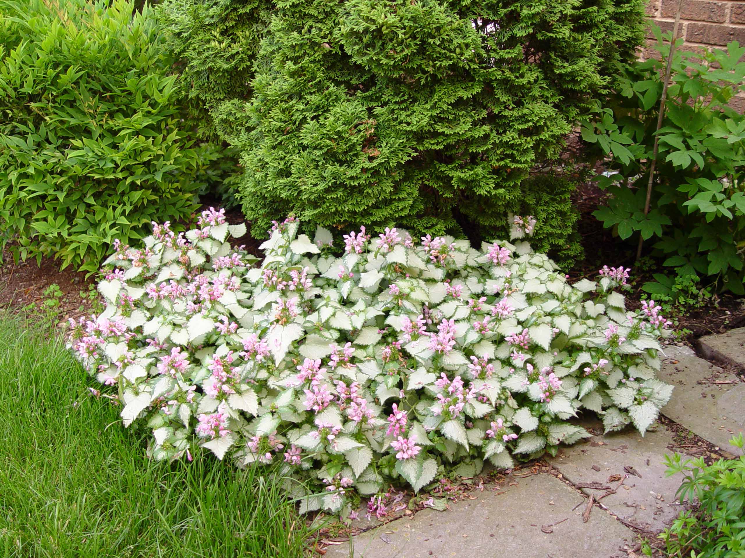 Lamium 'Pink Chablis' - Image 2