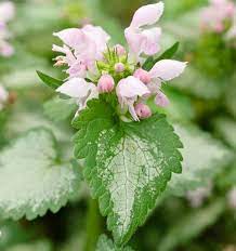 Lamium 'Pink Chablis' - Image 3