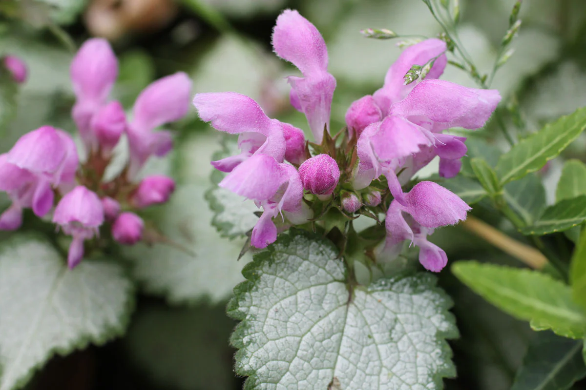 Lamium 'Pink Chablis' - Image 5