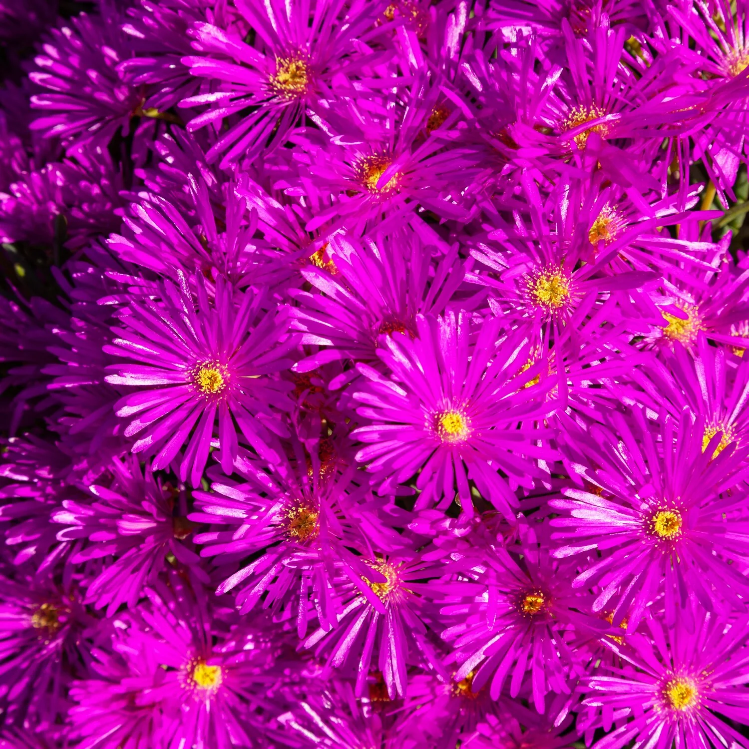 Lampranthus Purple Alpine Pot (9cm)