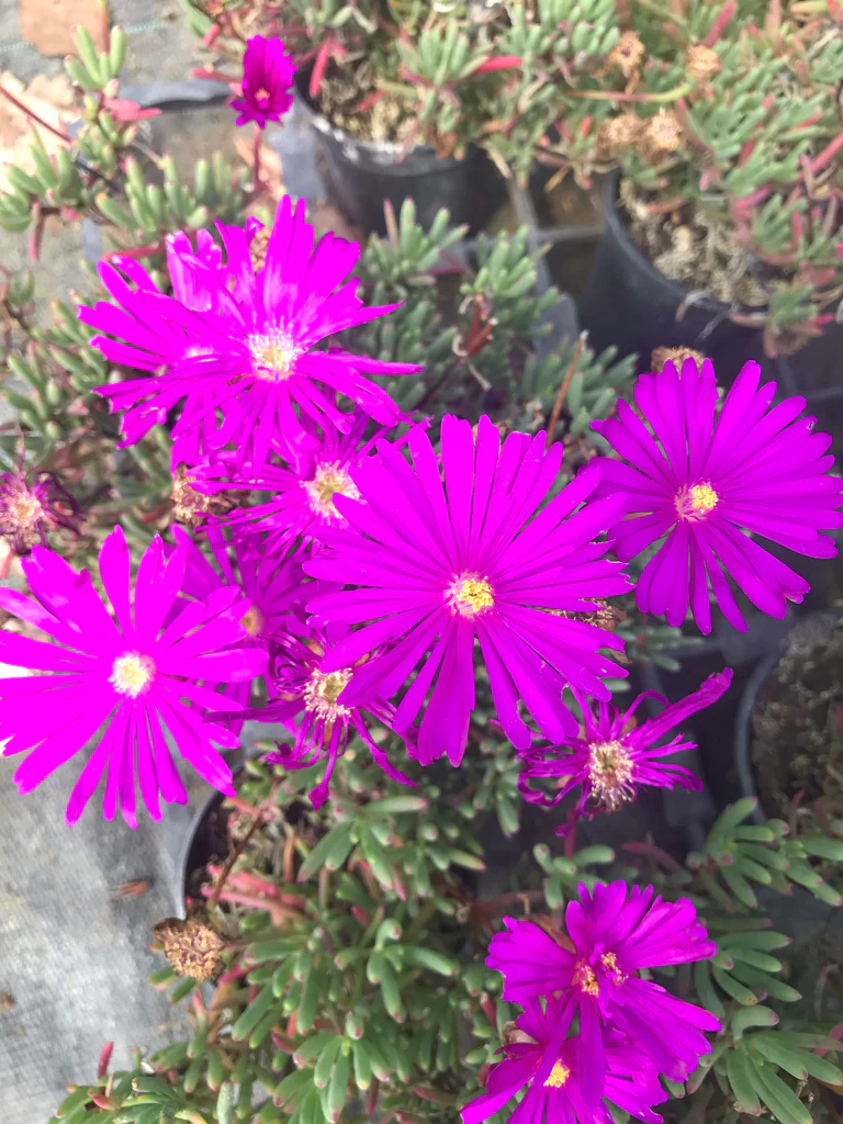 Lampranthus Purple Alpine Pot (9cm) - Image 2