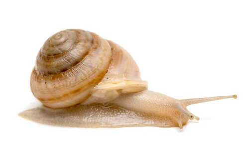 Land Snail | Camaena platyodon Hainan - Image 2