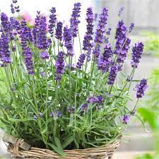 Lavander | Lavandula angustifolia 'Hidcote' 2 Litre - Image 2
