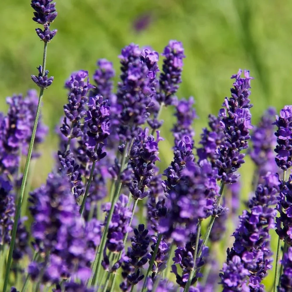 Lavander | Lavandula angustifolia 'Hidcote' 2 Litre - Image 3