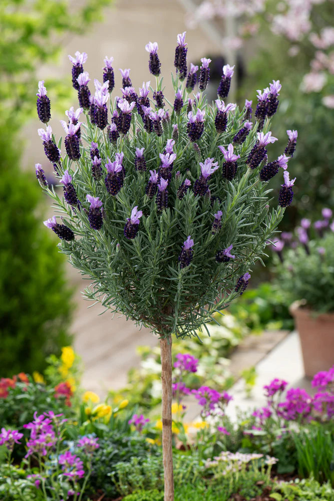 Lavandula 'Anouk' (40cm) - Image 3