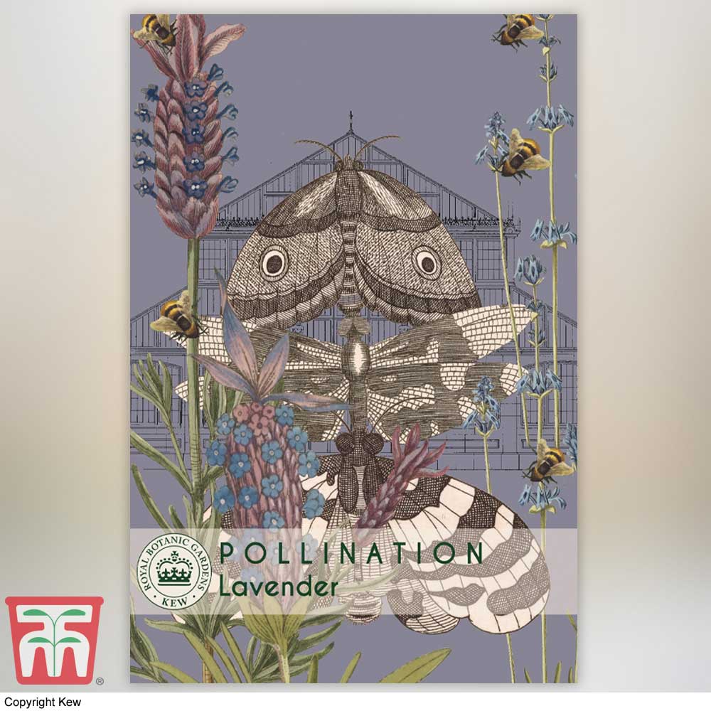 Lavender 'Munstead' - Kew Pollination Seed