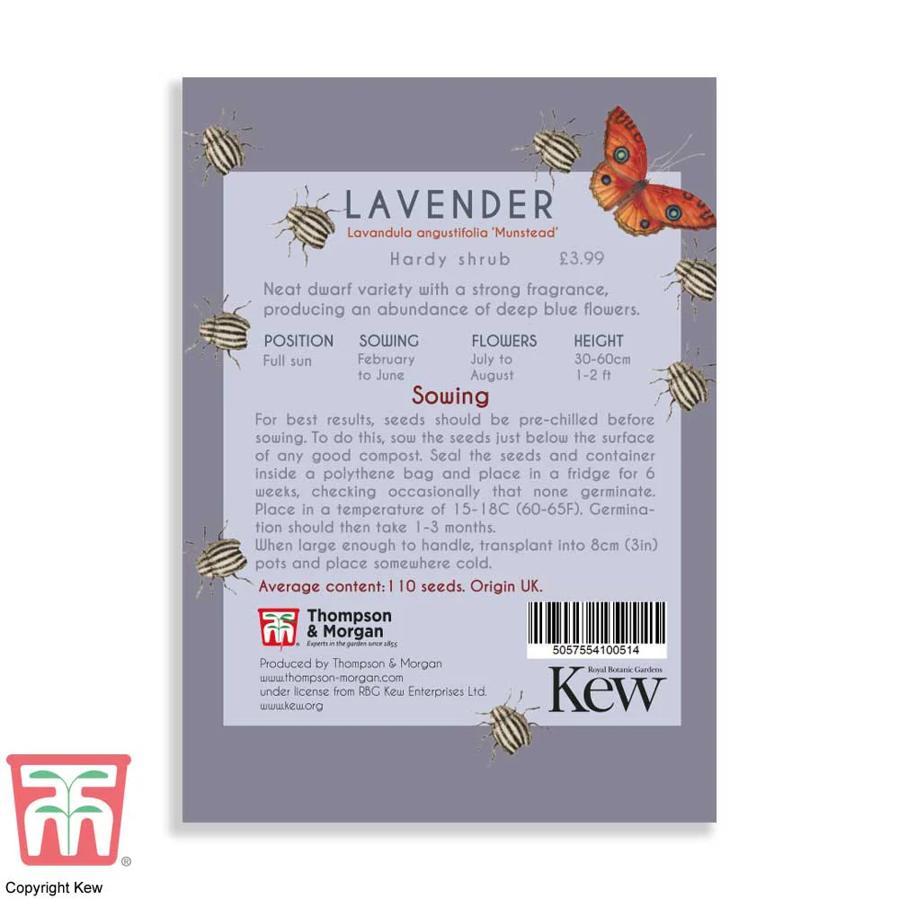 Lavender 'Munstead' - Kew Pollination Seed - Image 2