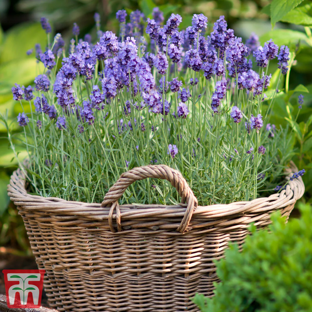 Lavender 'Munstead' - Kew Pollination Seed - Image 3