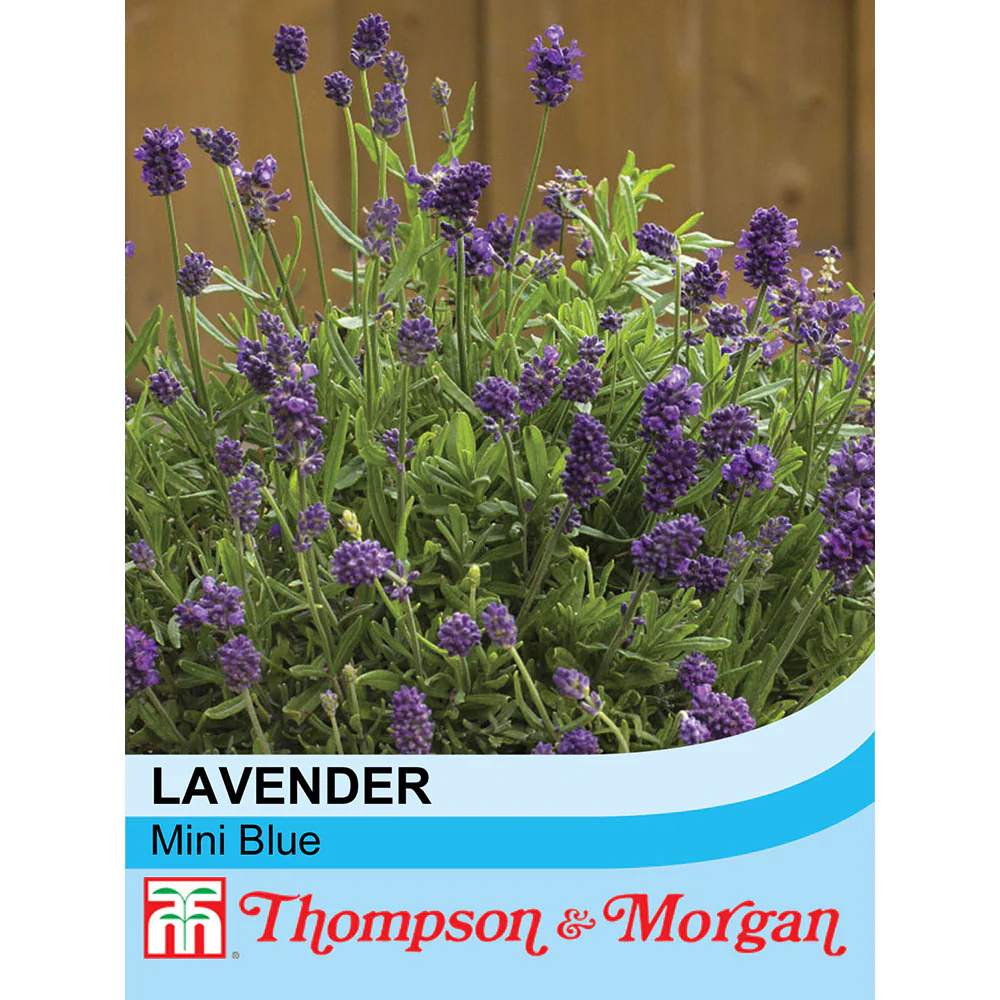 Lavender 'Mini Blue'