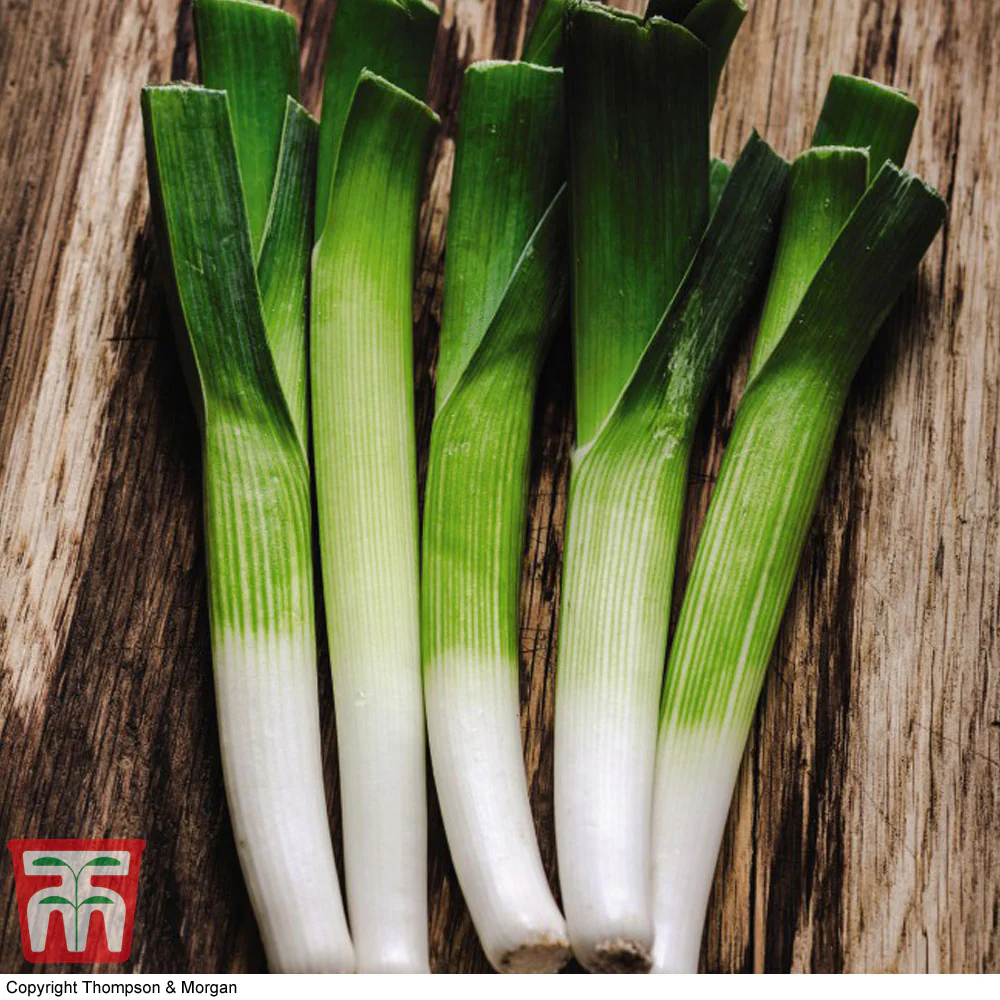 Organic Leek 'Carentan' - Image 2