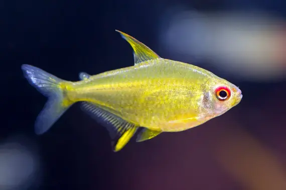 Lemon Tetra ML - Image 2