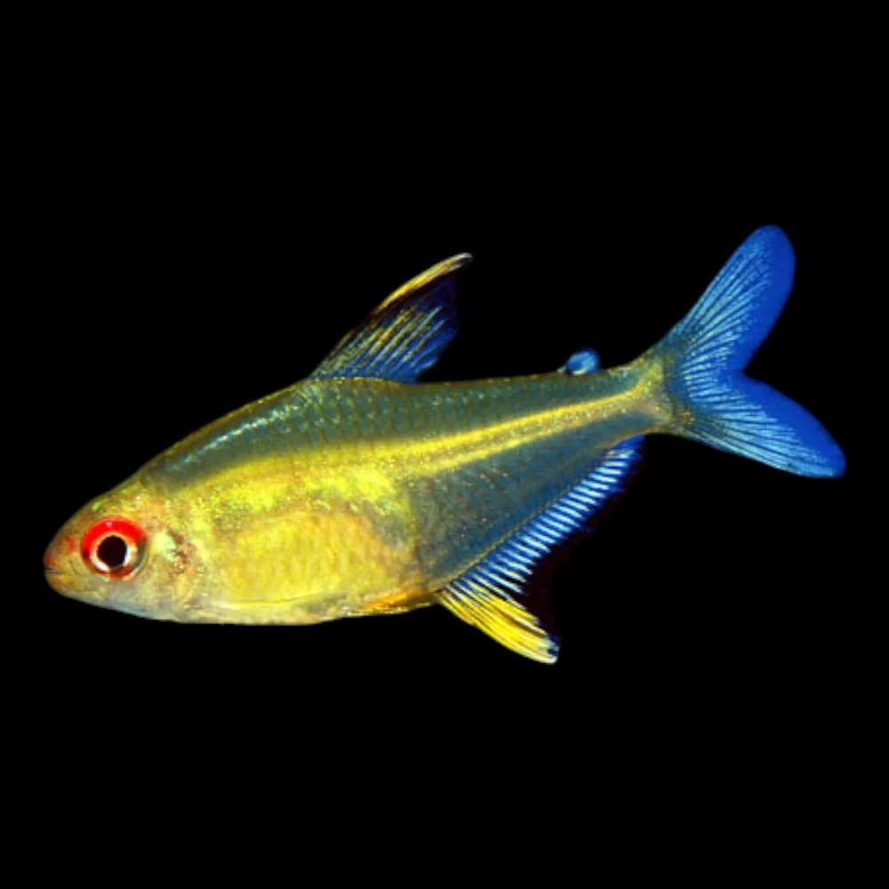 Lemon Tetra ML - Image 3