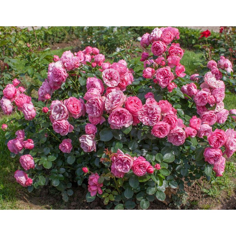 Leonardo da Vinci Floribunda Rose 4.5 Litre - Image 2