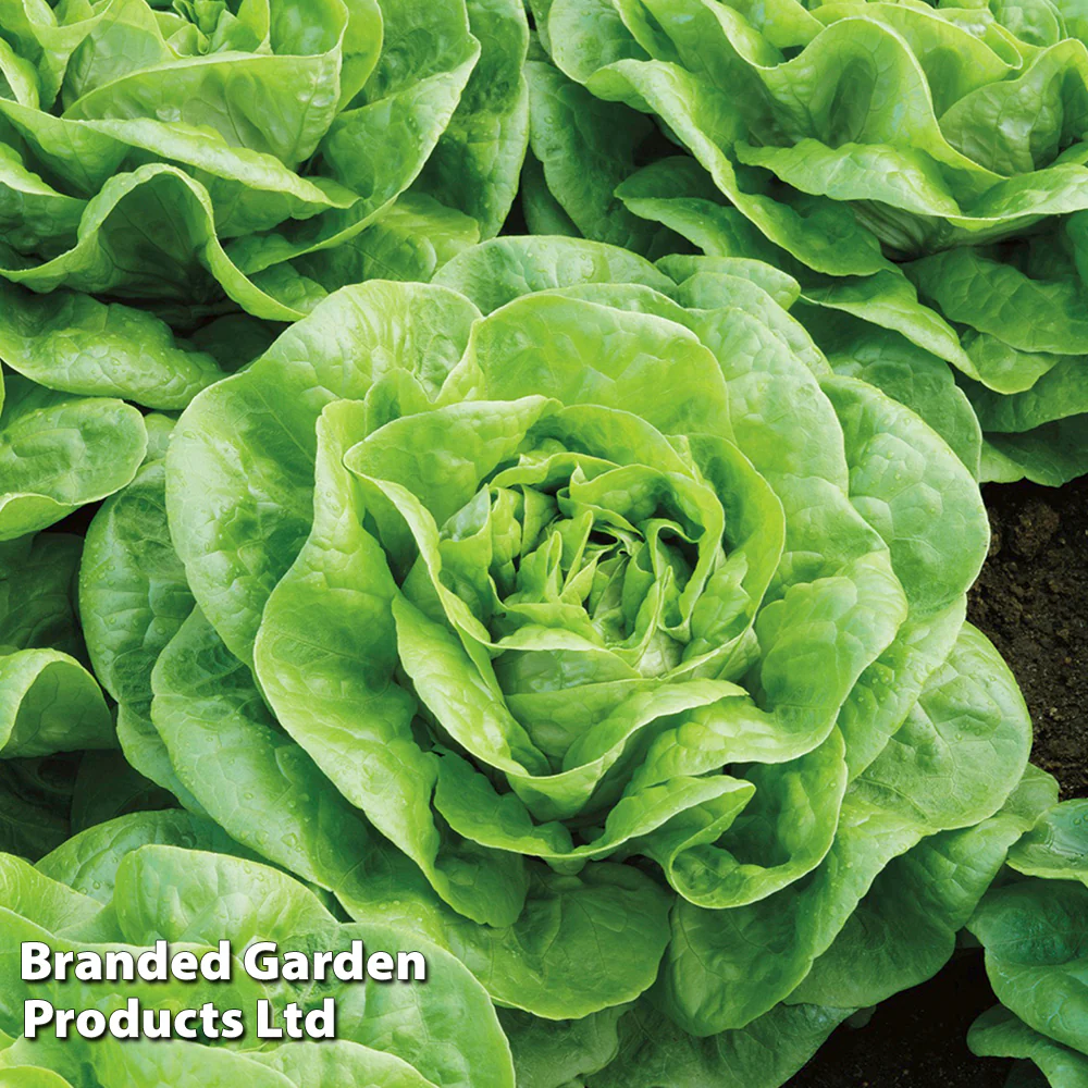 Lettuce 'Brighton' (Winter Butterhead) - Image 2
