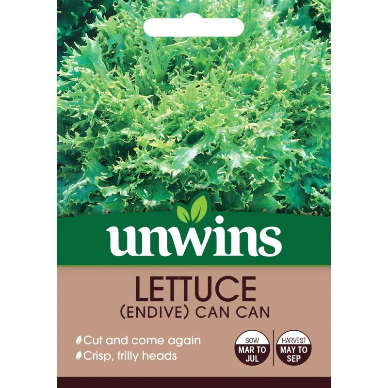 Lettuce (Endive) Can Can