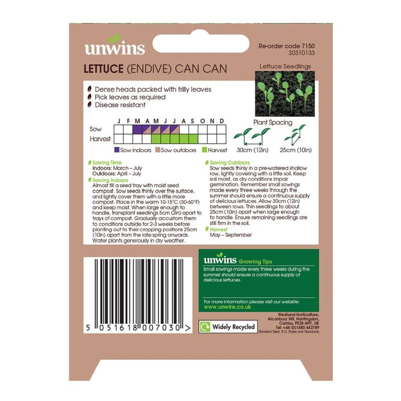 Lettuce (Endive) Can Can - Image 2