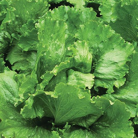 Lettuce 'Lakeland' - Image 2
