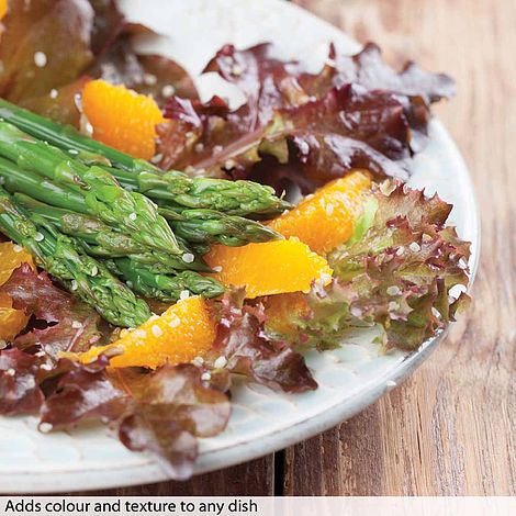 Lettuce 'Lollo Rossa' - Image 2