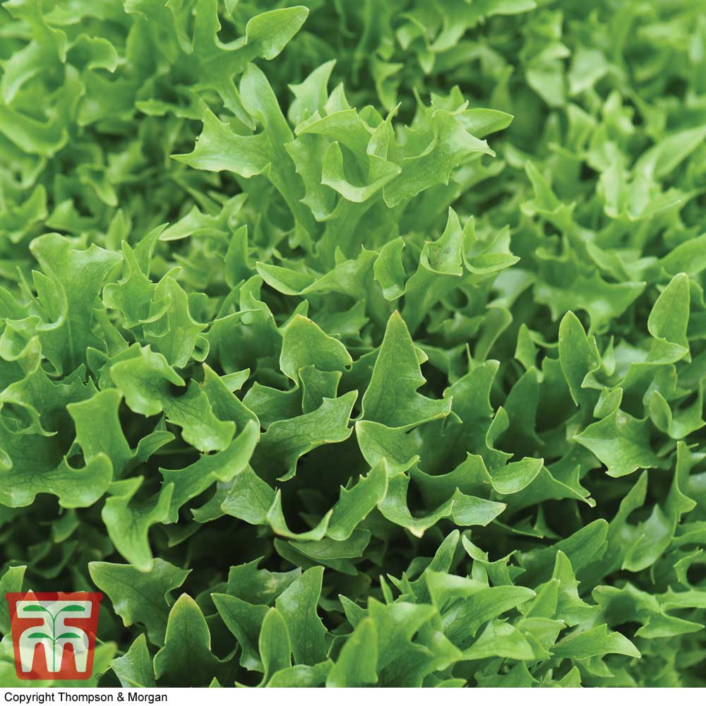 Lettuce 'Skilton' - Image 2