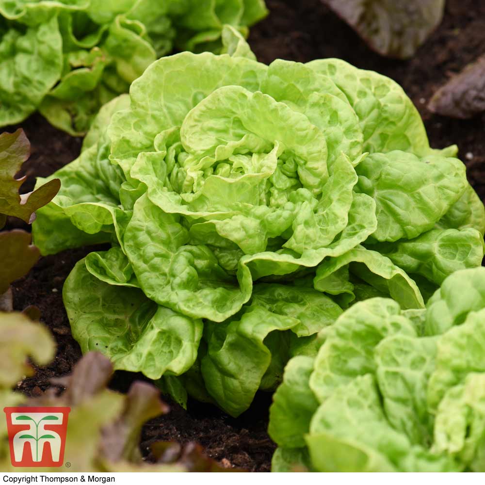 Lettuce 'Tom Thumb' (Butterhead) - Image 2