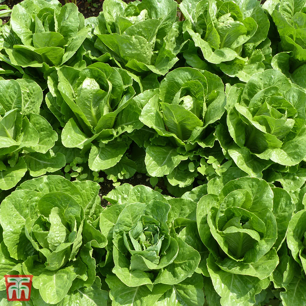 Lettuce 'Valmaine' (Romaine/Cut And Come Again) - Image 2