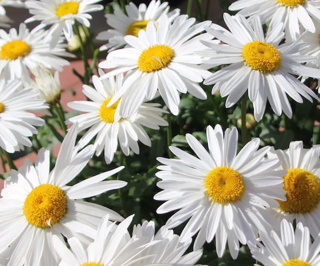 Leucanthemum 'Madonna' 2 Litre