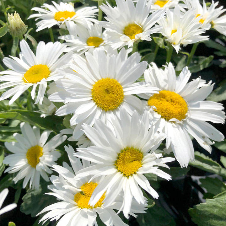 Leucanthemum 'Madonna' 2 Litre - Image 2