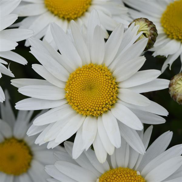 Leucanthemum 'Madonna' 2 Litre - Image 3