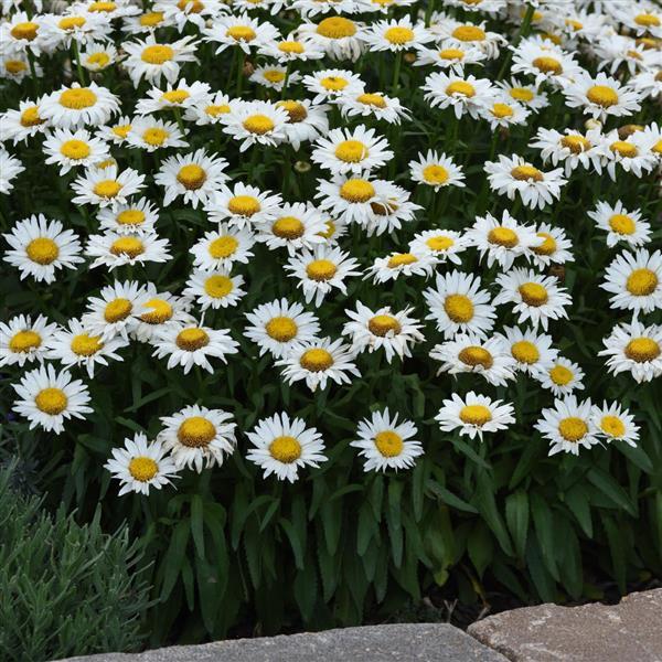 Leucanthemum 'Madonna' 2 Litre - Image 4