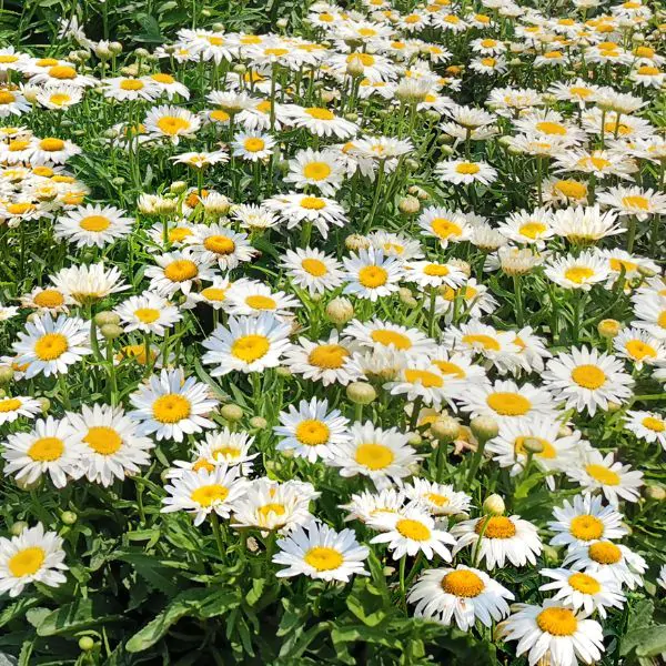 Leucanthemum 'Madonna' 2 Litre - Image 5