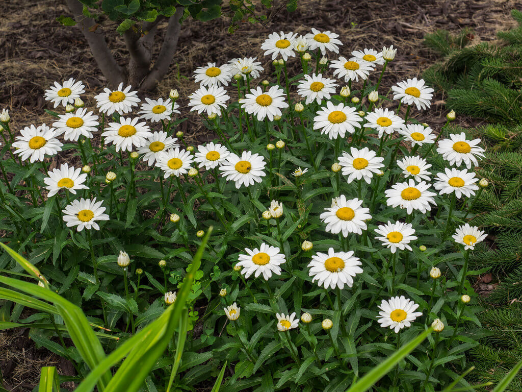 Leucanthemum 'May Queen' 2 Litre - Image 2