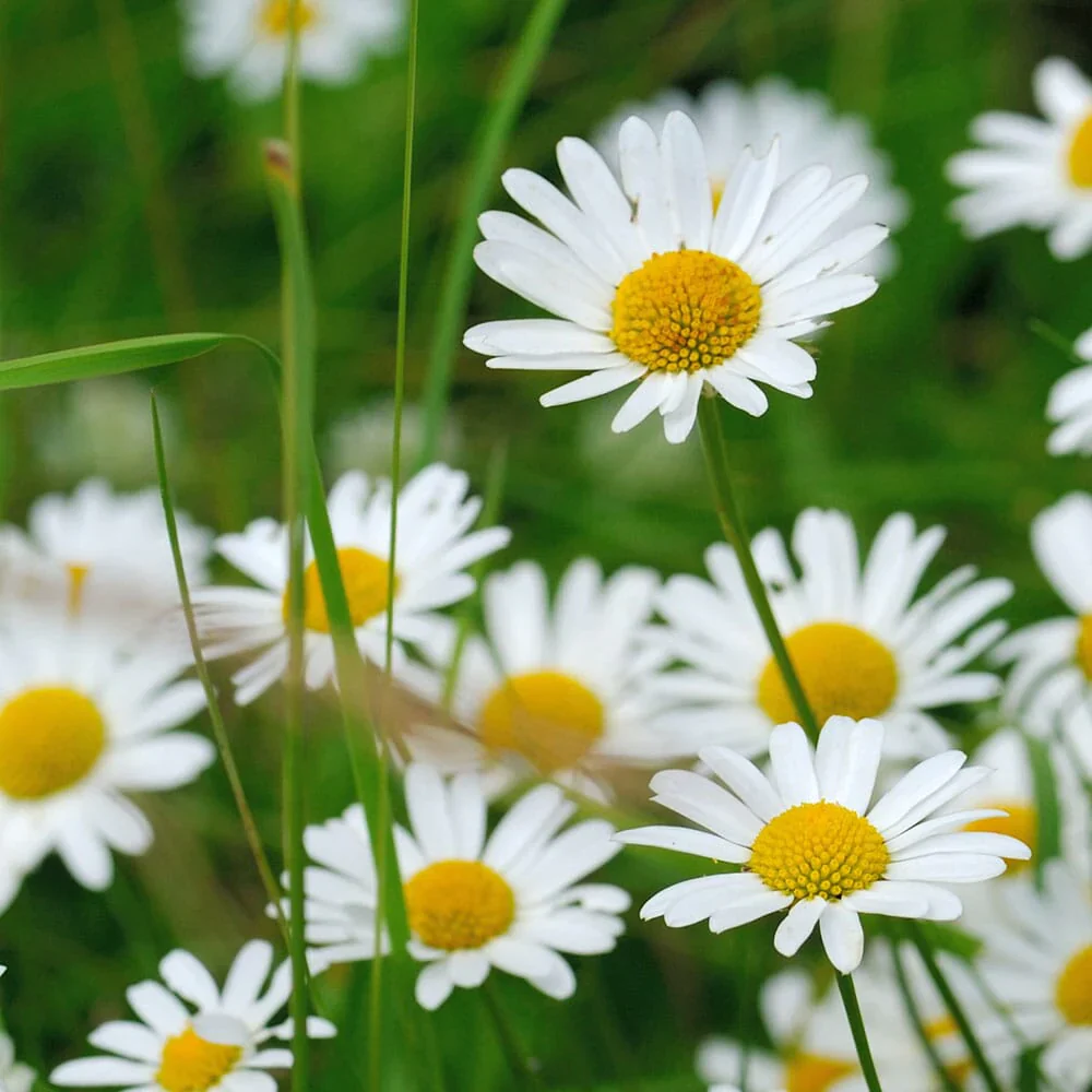Leucanthemum 'May Queen' 2 Litre - Image 3