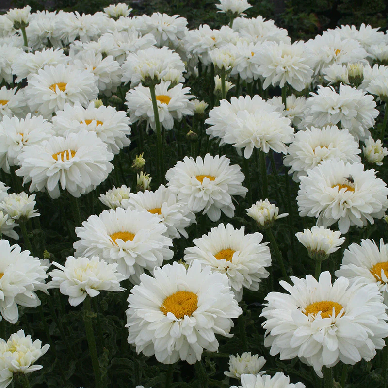 Leucanthemum Victorian Secret | Shasta Daisy