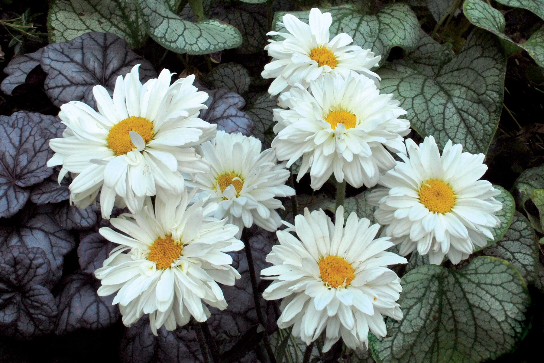 Leucanthemum Victorian Secret | Shasta Daisy - Image 2