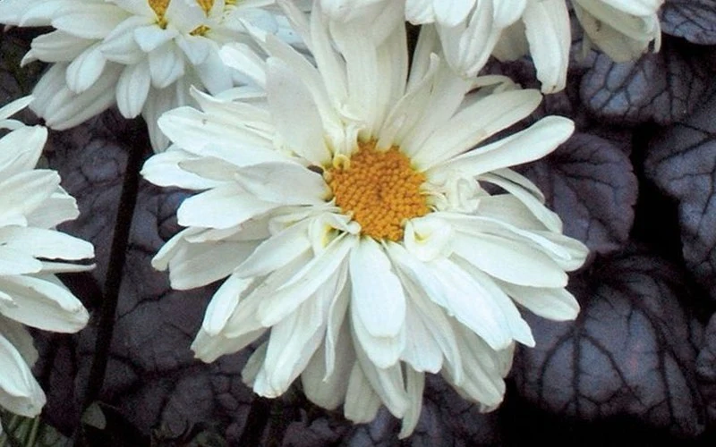 Leucanthemum Victorian Secret | Shasta Daisy - Image 3