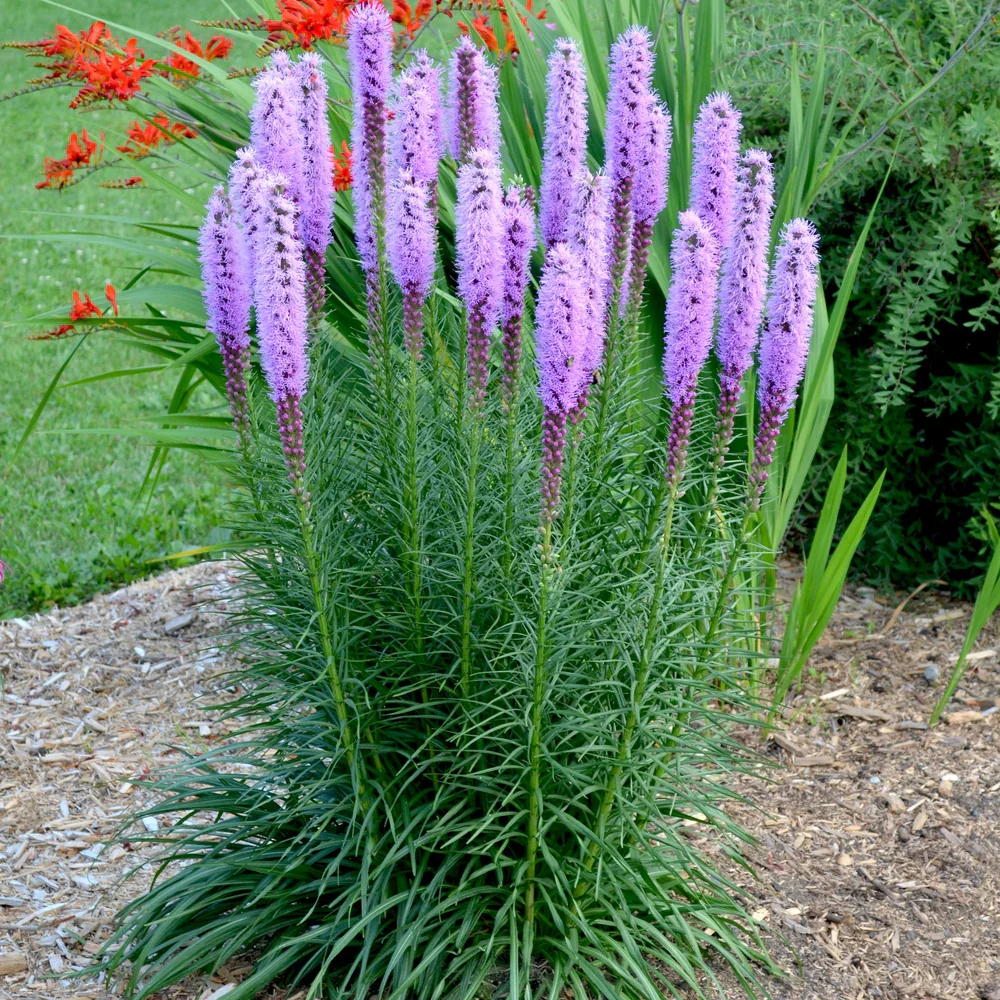 Liatris soicata 'Floristan Violet' 2 Litre