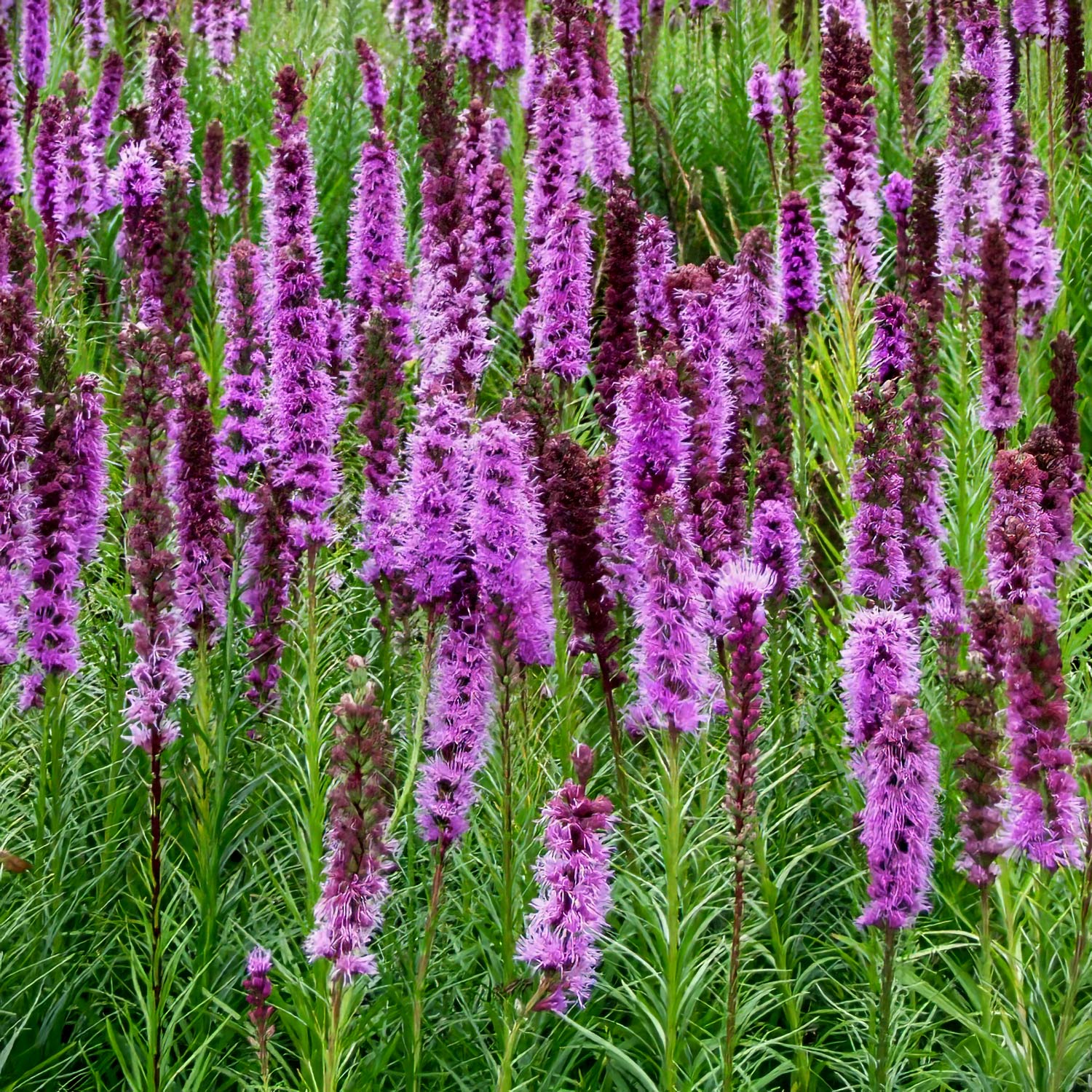 Liatris soicata 'Floristan Violet' 2 Litre - Image 2