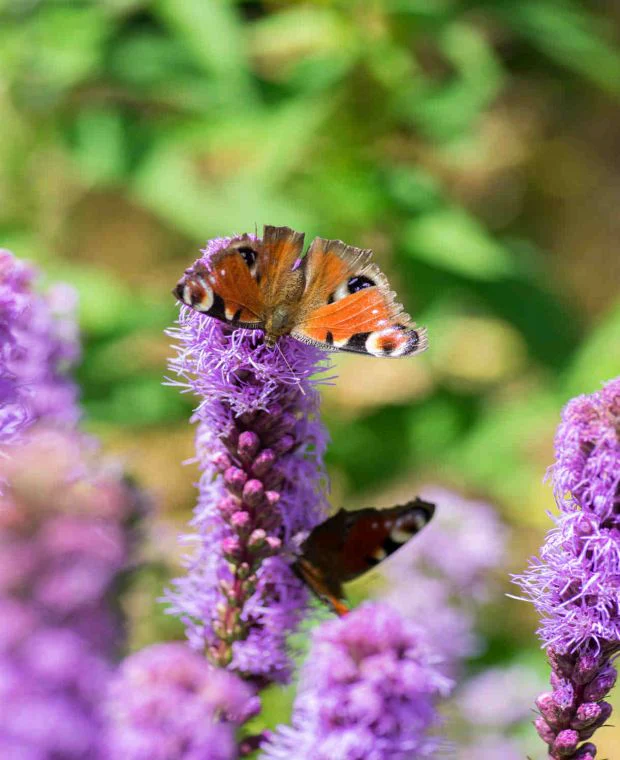 Liatris soicata 'Floristan Violet' 2 Litre - Image 3