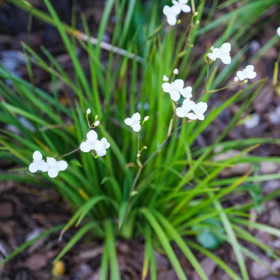 Libertia grandiflora 2 Litre