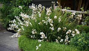 Libertia grandiflora 2 Litre - Image 3