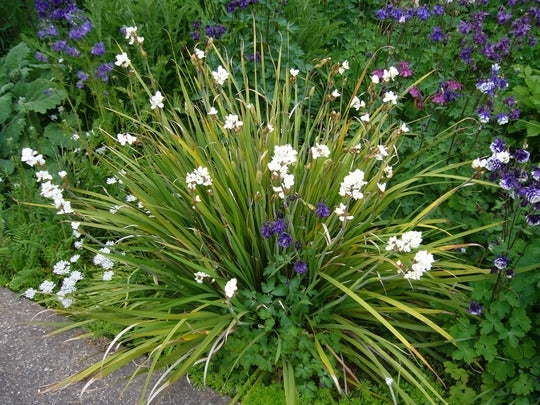 Libertia grandiflora 2 Litre - Image 4