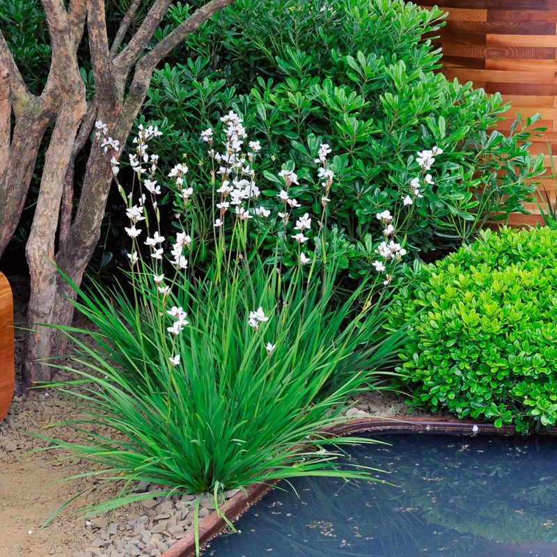 Libertia grandiflora 2 Litre - Image 5