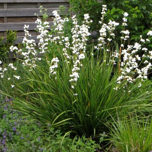 Libertia grandiflora 2 Litre - Image 6