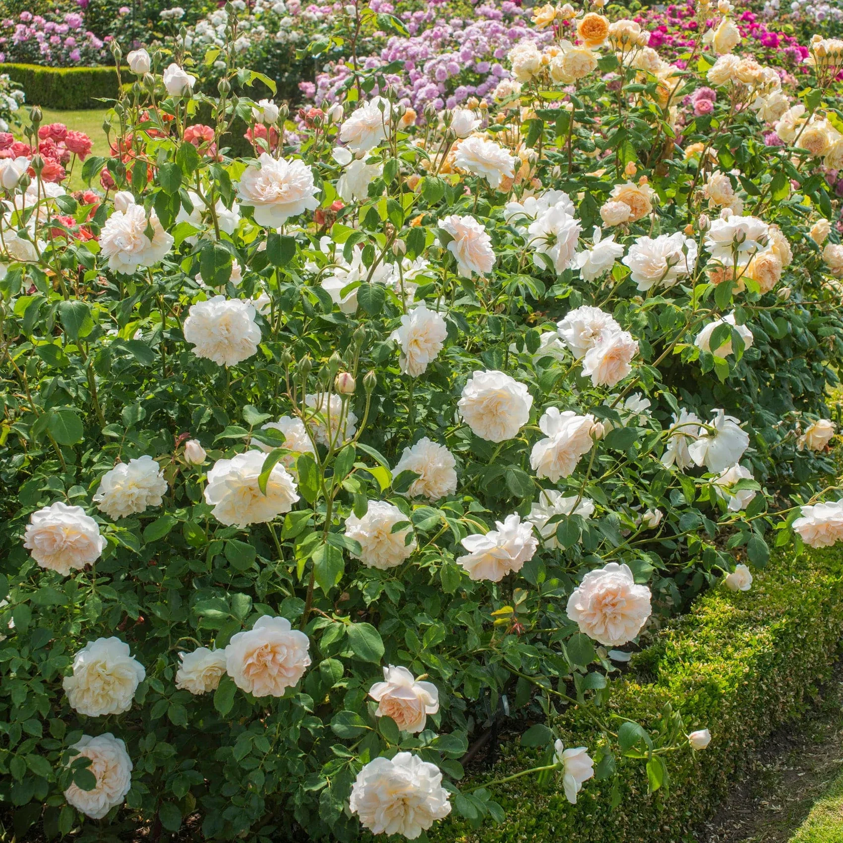 Lichfield Angel David Austin Rose - 6 Litre