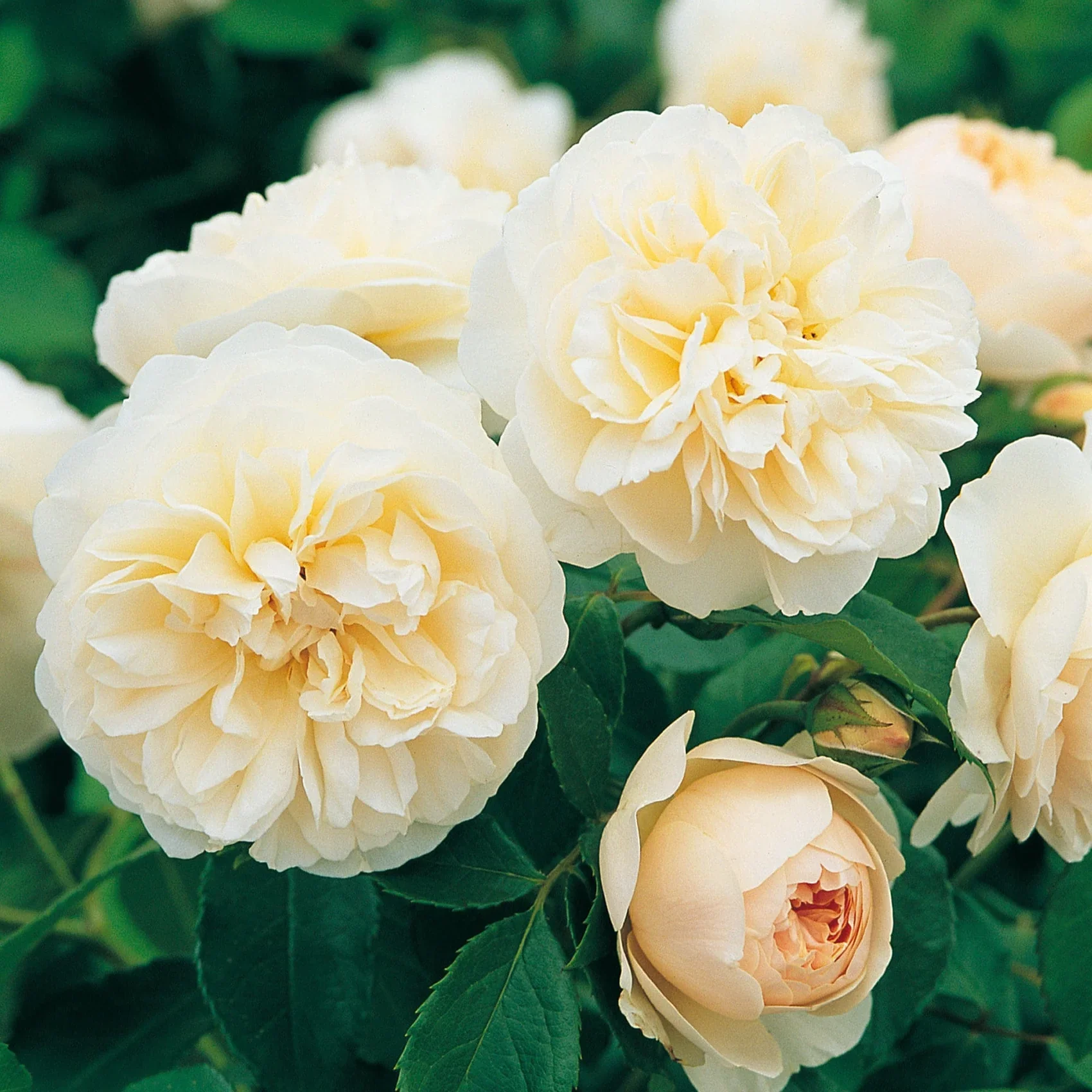 Lichfield Angel David Austin Rose - 6 Litre - Image 2
